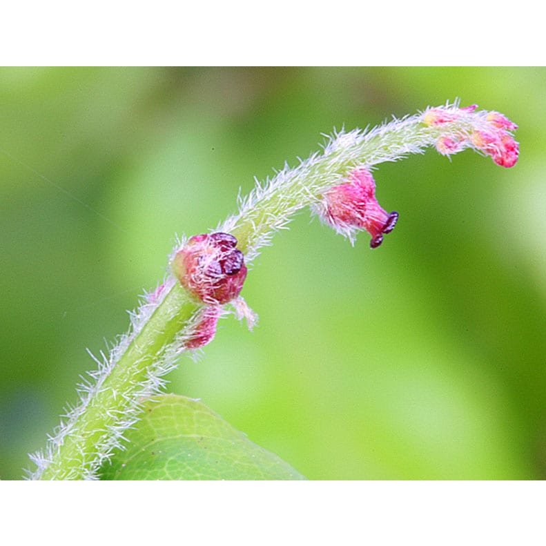 Bach Flower Remedies Oak 20ml