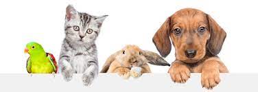 Pet Health & Hygiene