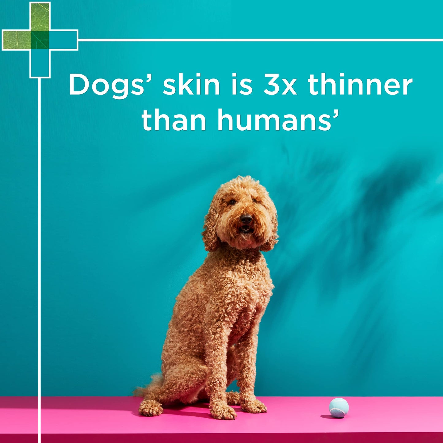 PAW BY BLACKMORES Conditioner & Groom Mist 200ml