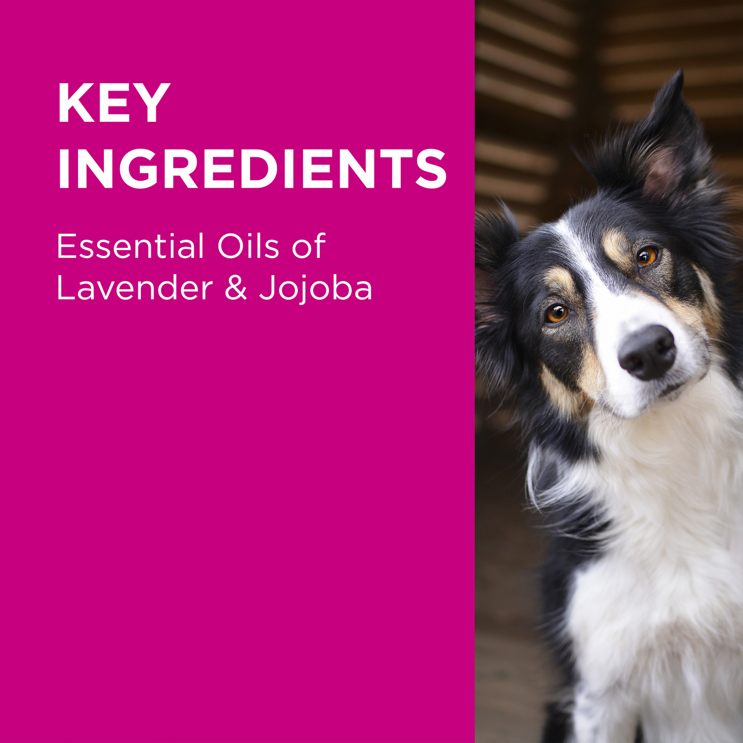 PAW BY BLACKMORES Conditioner & Groom Mist 200ml