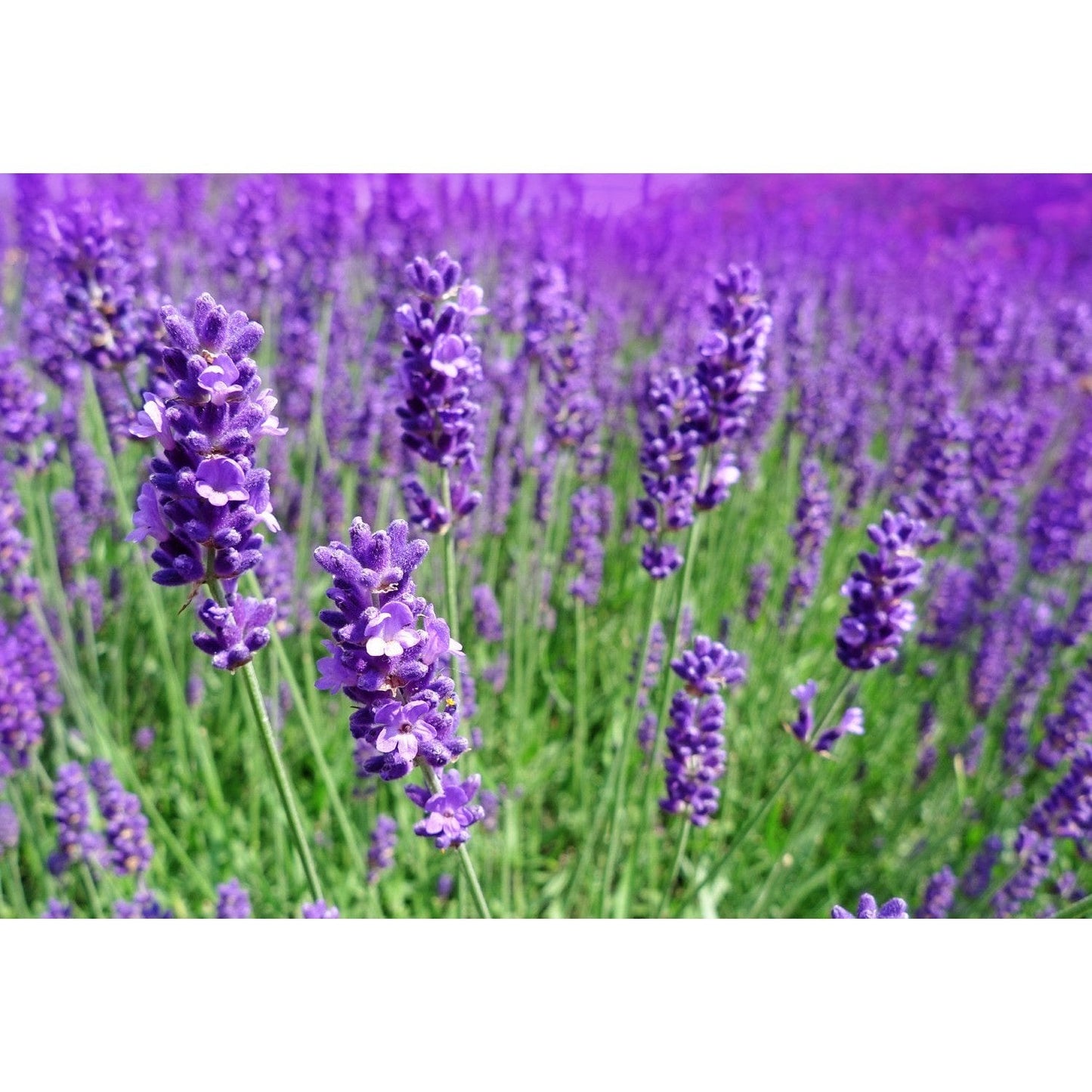 Ausganica Organic Hydrosol Lavender 125ml