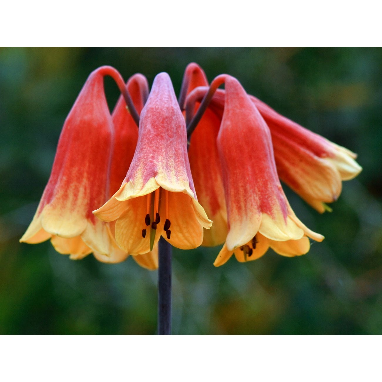 Australian Bush Flower Essences Christmas Bell 15ml